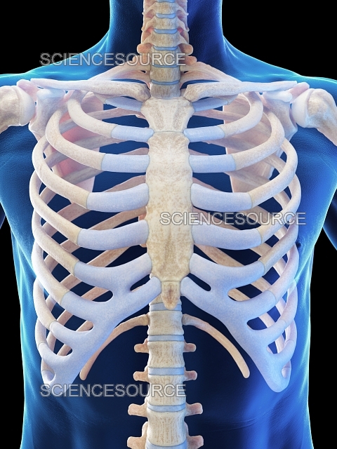 Why Can’t I Breathe Into My Ribcage? It’s Often Ribcage Compression